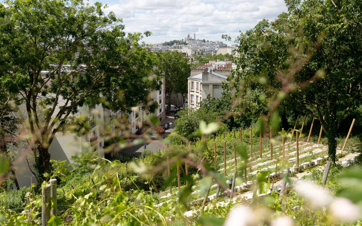 Paris Still Grows Wine on Ten Plots Inside the City